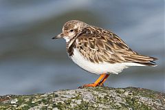 Ruddy Turnstone